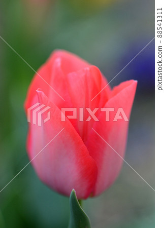 Red tulip flowers Red tulip flowers 88541311