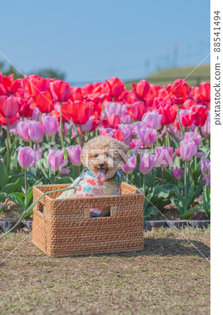 Dogs and tulips Dogs and tulips 88541494