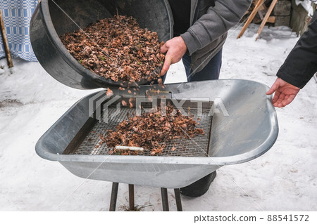 Man sifts nuts from large debris to extract cedar 88541572