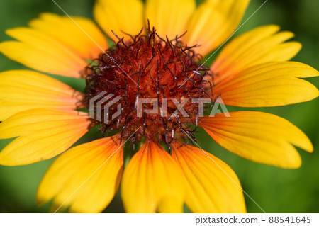Af flower Gaillardia aristata (common gaillardia) Af flower Gaillardia aristata (common gaillardia) 88541645