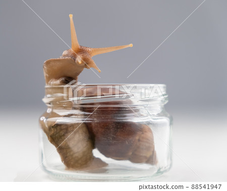 Close-up of a snail crawling on an empty glass jar on a white background. The use of shellfish in cosmetology. Close-up of a snail crawling on an empty glass jar on a white background. The use of shellfish in cosmetology. 88541947