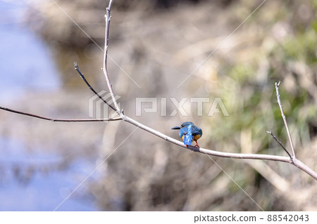 翠鳥在死樹上休息 翠鳥在死樹上休息 88542043