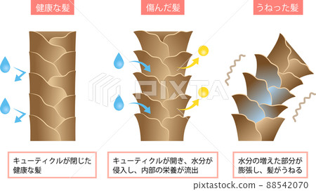 頭髮腫脹的原因 水分和角質層 88542070
