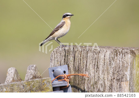 Northern wheatear (Oenanthe oenanthe) 88542103