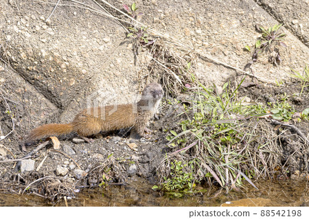 Weasel on the riverside 88542198