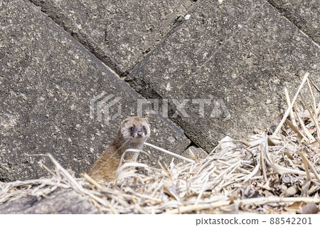 河邊的黃鼠狼 88542201