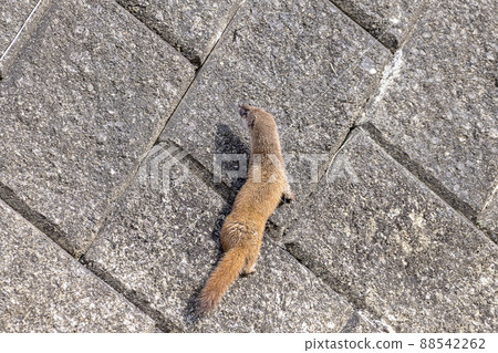 在擋土牆上奔跑的鼬 88542262