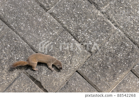 在擋土牆上奔跑的鼬 88542268