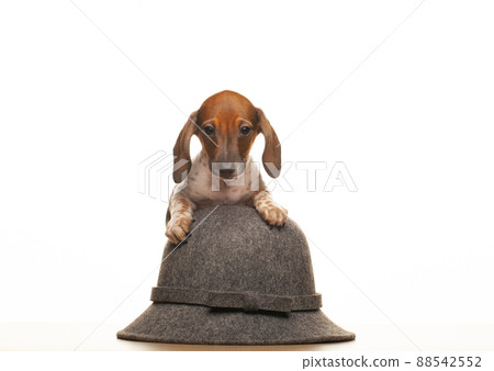image of dog hat white background image of dog hat white background 88542552