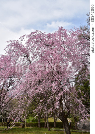 Weeping cherry blossoms in full bloom Weeping cherry blossoms in full bloom 88542896