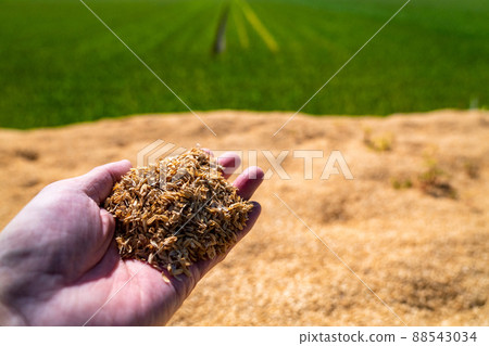 Men grab rice husks after rice polishing by hand 88543034
