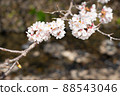 櫻花盛開在河邊 88543046