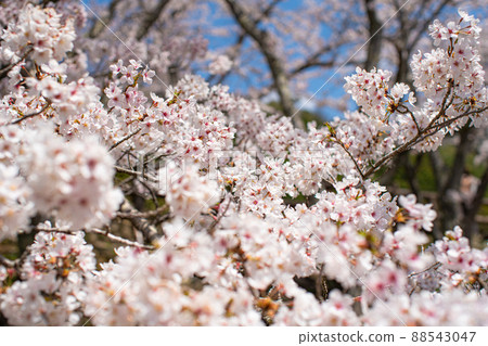 Sakura blooming cherry blossoms Sakura blooming cherry blossoms 88543047