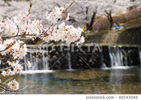 Sakura Kawabe Sakura Kawabe 88543048
