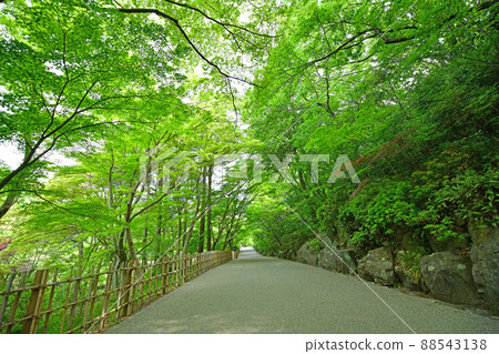 新鮮的綠色東山植物園 88543138