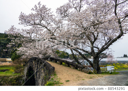 Ishibashi and Sakura Ishibashi and Sakura 88543291
