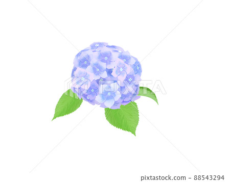 Plant, blue hydrangea 88543294
