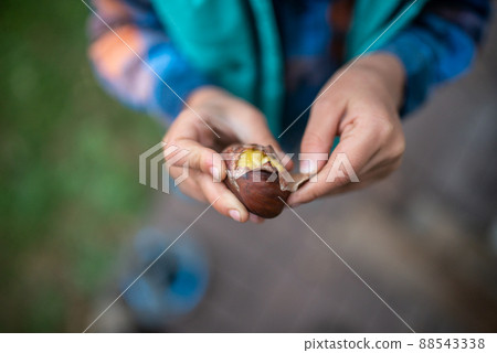 Top view of a child peeling a shell of roasted chestnut Top view of a child peeling a shell of roasted chestnut 88543338