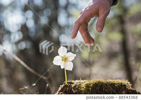 Male hand reaching to touch delicate spring flower Male hand reaching to touch delicate spring flower 88543368