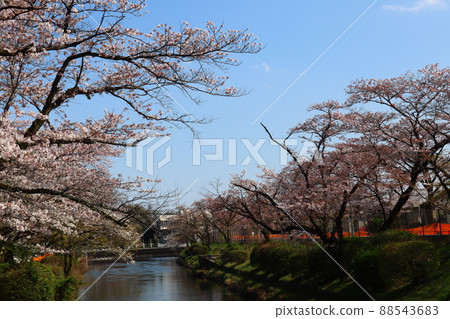 Cherry blossoms of Hamura weir Cherry blossoms of Hamura weir 88543683