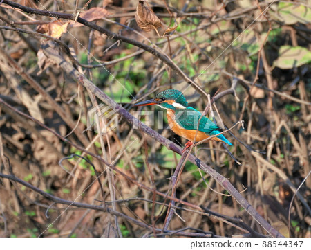 A river with a lively background A river with a lively background 88544347