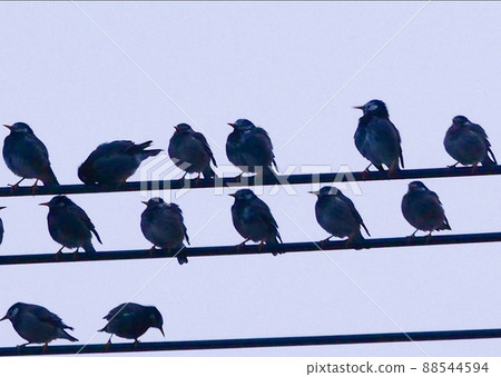 Photographs, creatures, birds, and starlings practicing singing with electric wires in groups Photographs, creatures, birds, and starlings practicing singing with electric wires in groups 88544594