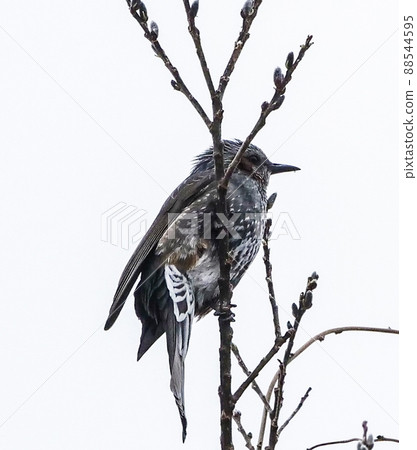 Photographs, wild birds, and young innocent bulbuls. Photographs, wild birds, and young innocent bulbuls. 88544595