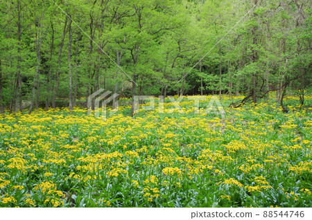 Sawao pierotis from Lake Yogo, Shiga Prefecture 88544746