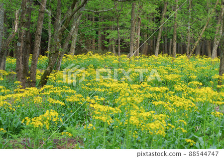 Sawao pierotis from Lake Yogo, Shiga Prefecture 88544747