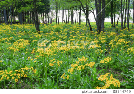 Sawao pierotis from Lake Yogo, Shiga Prefecture 88544749