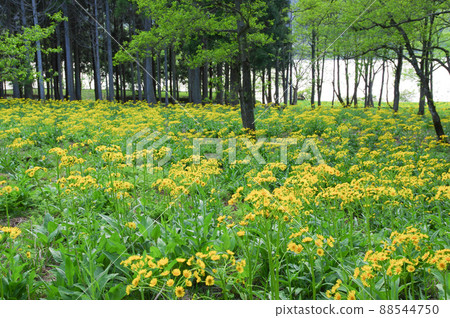 Sawao pierotis from Lake Yogo, Shiga Prefecture Sawao pierotis from Lake Yogo, Shiga Prefecture 88544750