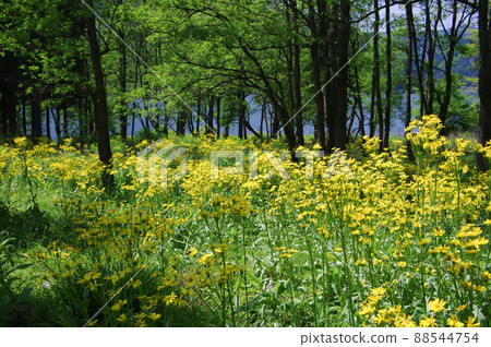 Sawao pierotis from Lake Yogo, Shiga Prefecture 88544754