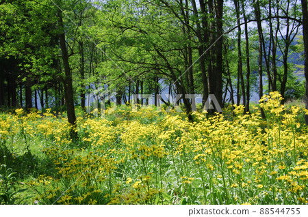 Sawao pierotis from Lake Yogo, Shiga Prefecture 88544755