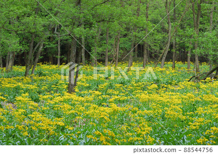 Sawao pierotis from Lake Yogo, Shiga Prefecture 88544756