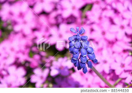 Muscari Armeniacum and Moss Phlox Muscari Armeniacum and Moss Phlox 88544830