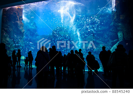 看巨大的水族館坦克的遊人 88545240