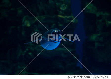 企鵝在水下游泳 88545241