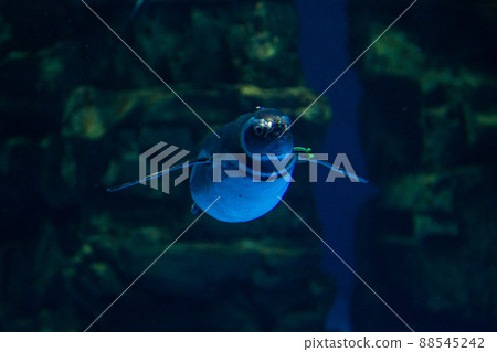 Penguin swimming underwater 88545242