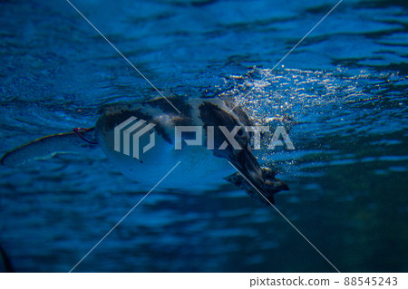 企鵝在水中 88545243