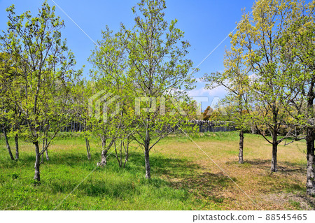 佐賀縣吉野裡歷史公園 佐賀縣吉野裡歷史公園 88545465