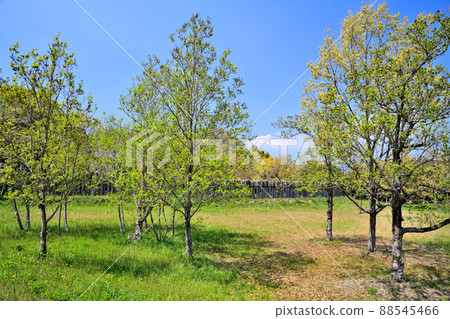 佐賀縣吉野裡歷史公園 佐賀縣吉野裡歷史公園 88545466