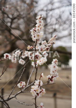 Sakura April 2022 Sakura April 2022 88545990