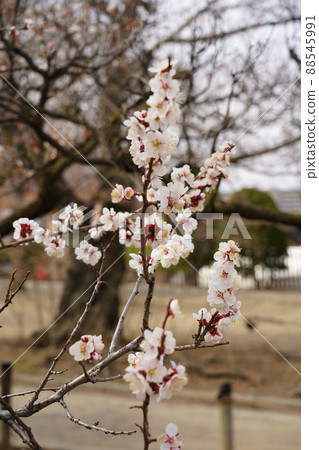 櫻花 2022 年 4 月 櫻花 2022 年 4 月 88545991