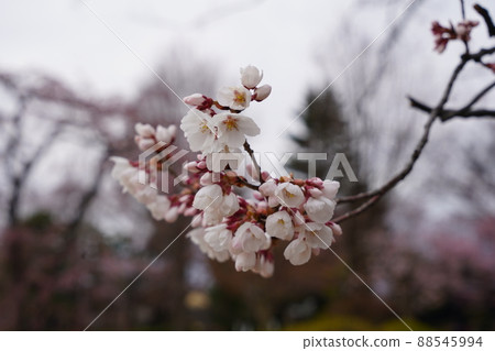 櫻花 2022 年 4 月 櫻花 2022 年 4 月 88545994