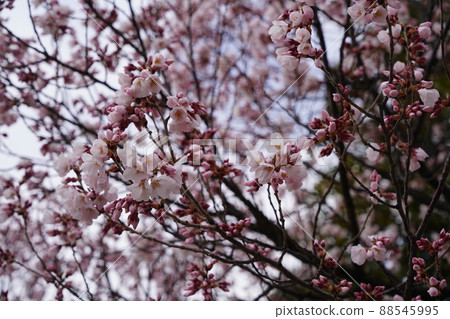 Sakura April 2022 88545995