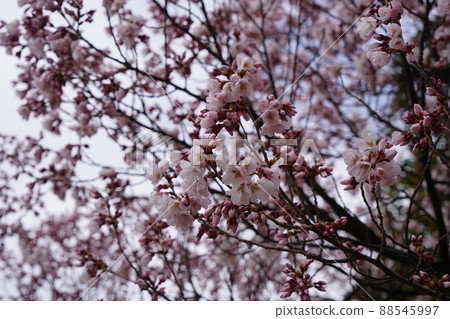 Sakura April 2022 Sakura April 2022 88545997
