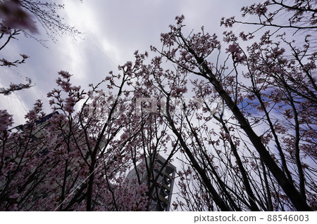 櫻花 2022 年 4 月 櫻花 2022 年 4 月 88546003