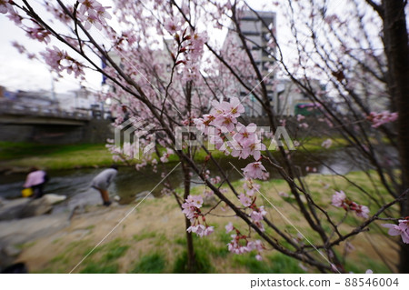 櫻花 2022 年 4 月 櫻花 2022 年 4 月 88546004