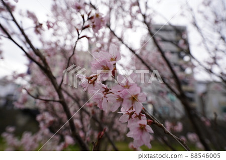 Sakura April 2022 Sakura April 2022 88546005