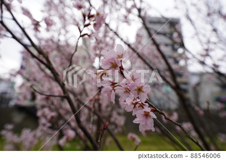 櫻花 2022 年 4 月 櫻花 2022 年 4 月 88546006